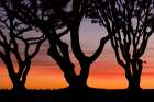 USA, California, San Diego. Silhouetted trees at sunset. Art Print